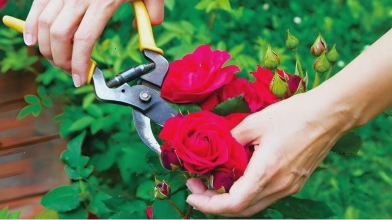 Bí quyết chăm sóc để vườn hoa nhà bạn luôn nở rộ