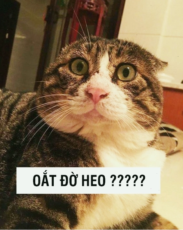 Biểu cảm hài hước của meme mèo ôm nhau