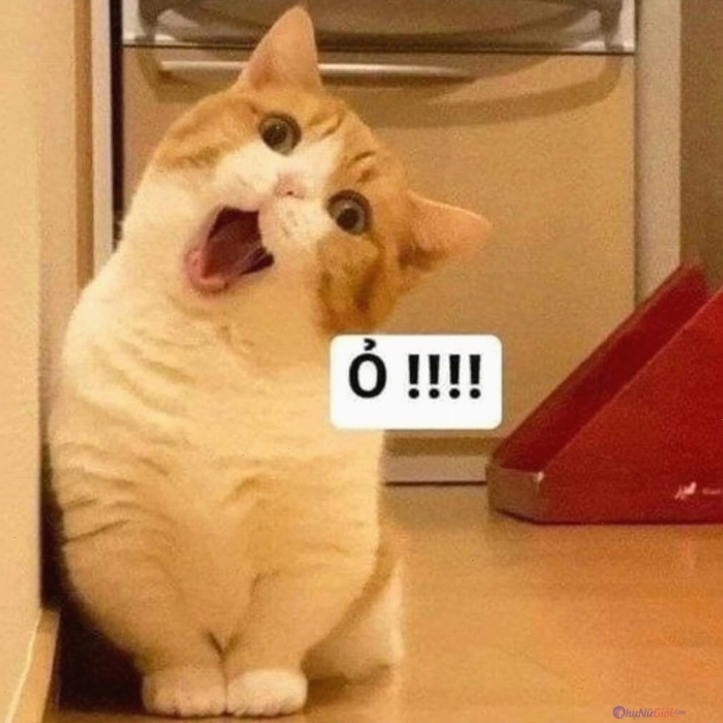 Biểu cảm meme mèo ôm nhau đầy biểu cảm