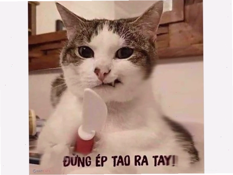 Biểu cảm meme mèo tom nham hiểm đầy ẩn ý