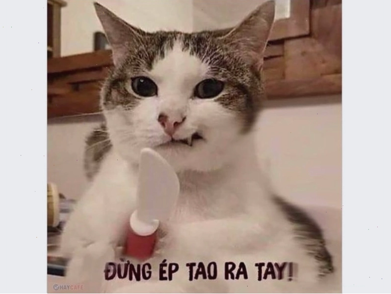 Biểu cảm ngầu của mèo trong meme khoe cơ