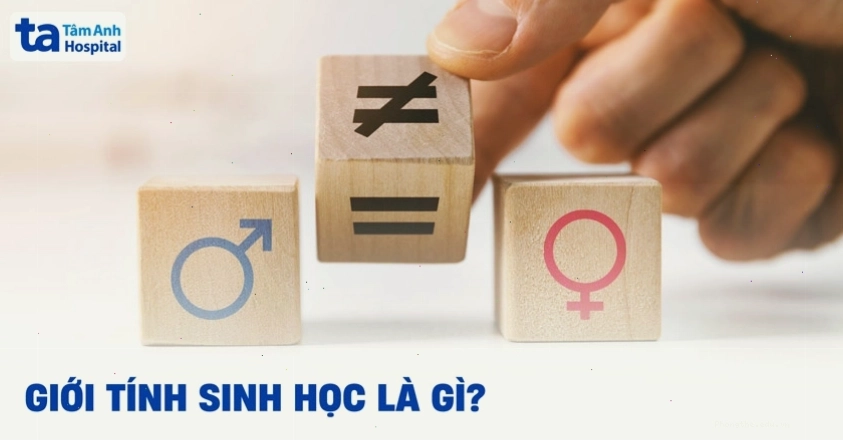 Biểu đồ minh họa các yếu tố cấu thành giới tính sinh học