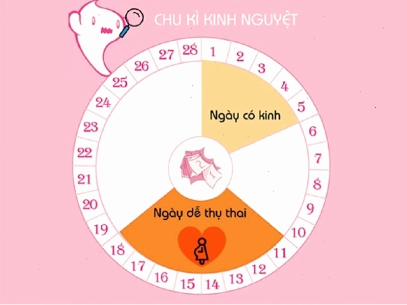 Biểu đồ minh họa chu kỳ kinh nguyệt và thời điểm rụng trứng