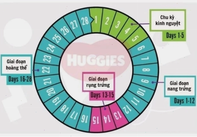Biểu đồ mô tả chu kỳ kinh nguyệt và thời điểm rụng trứng