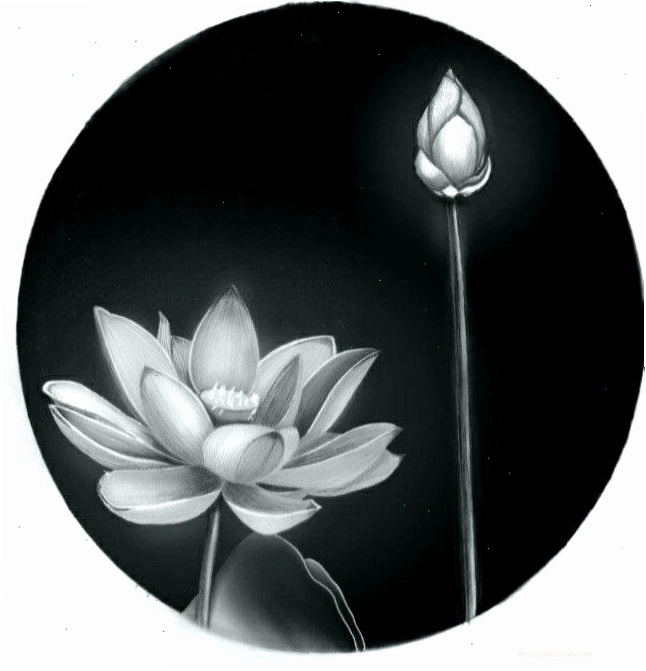 Bộ sưu tập ảnh hoa sen trắng đen
