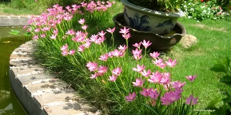 Bồn hoa với cây xanh và hoa rực rỡ