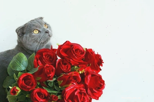 Bông hồng meme mèo cầm hoa khiến mạng xã hội rần rần
