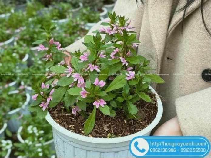 Bụi hoa rẻ quạt kích thước nhỏ tại Vườn Hồng Cây Cảnh