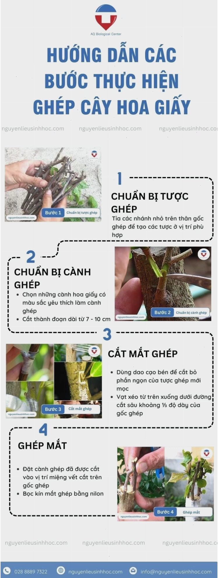 Các bước chi tiết thực hiện kỹ thuật ghép cây hoa giấy