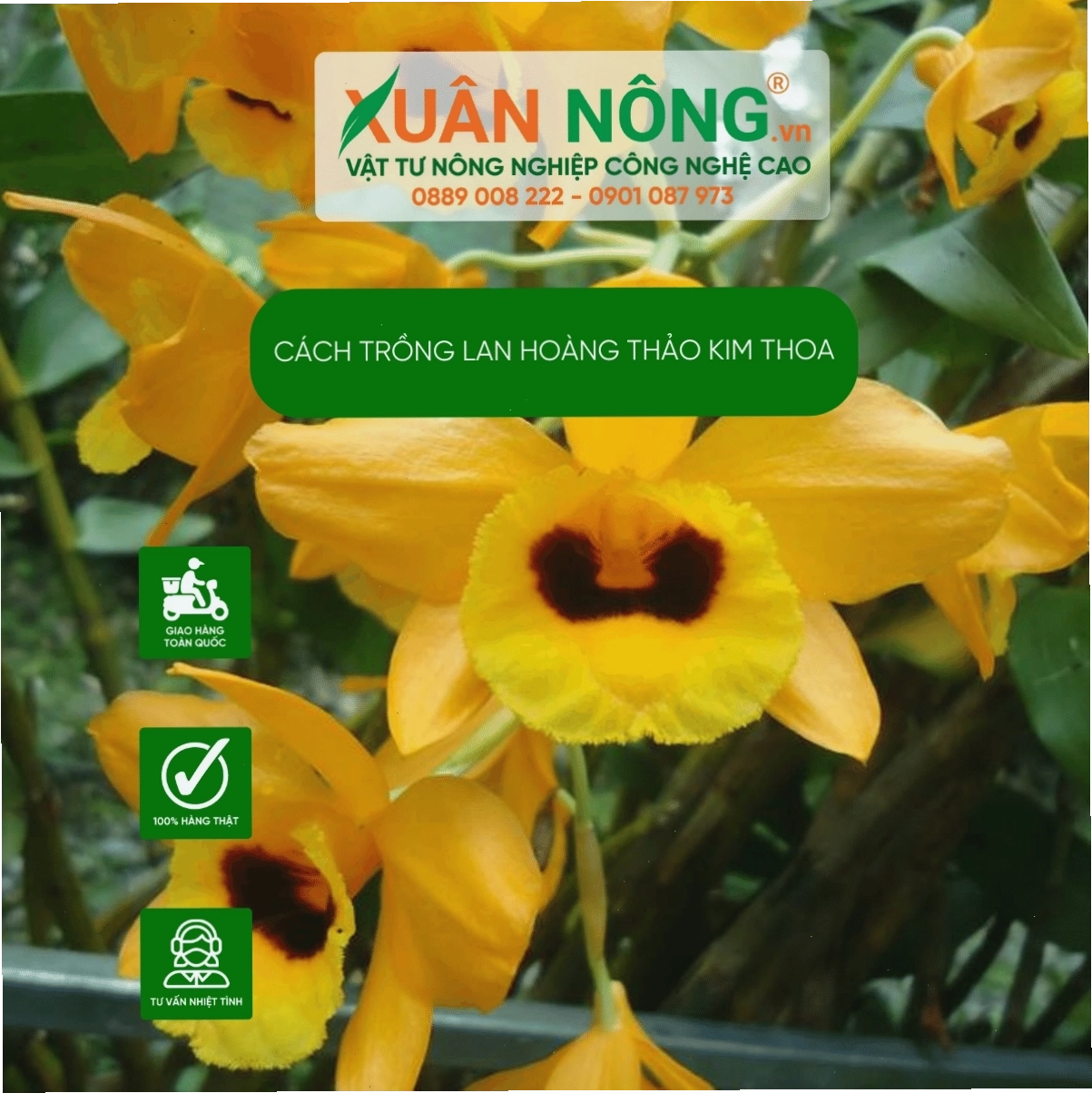 Các loại giá thể phù hợp cho lan Hoàng Thảo Kim Thoa