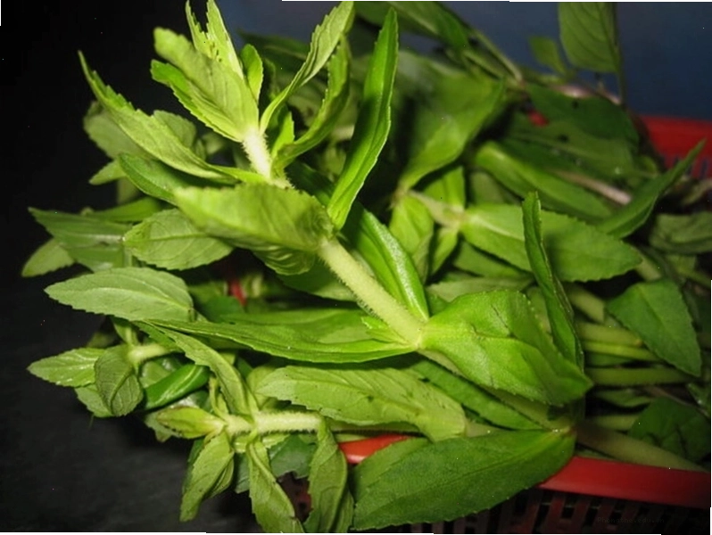Các trường hợp bà bầu nên hạn chế ăn rau ngổ