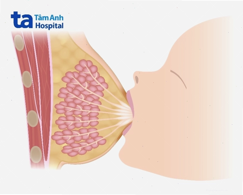 Các vấn đề sức khỏe thường gặp ở quầng vú