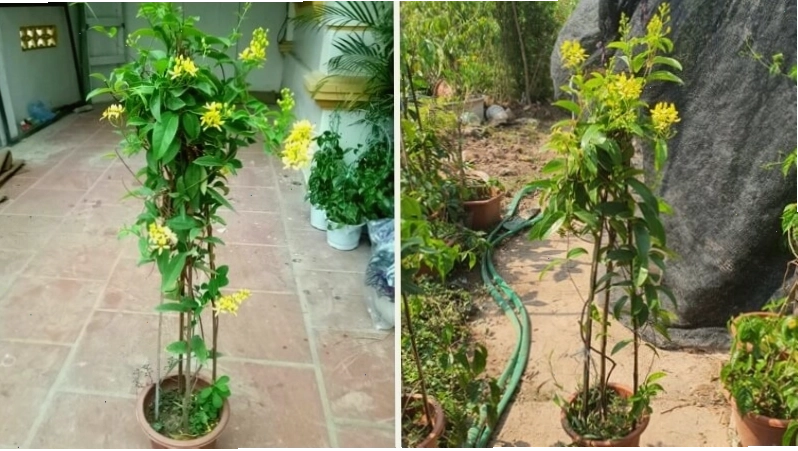 Cách chăm sóc cây mai hoàng yến ra hoa đều đặn
