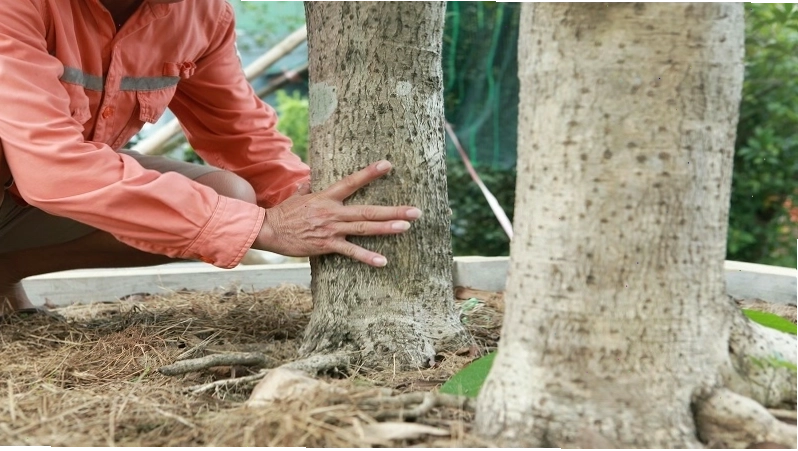 Cách chăm sóc cây mộc hương để cây phát triển tốt