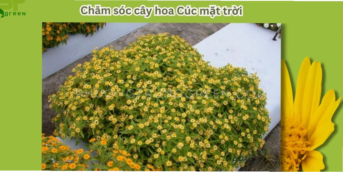 Cách chăm sóc hoa cúc mặt trời phát triển khỏe mạnh