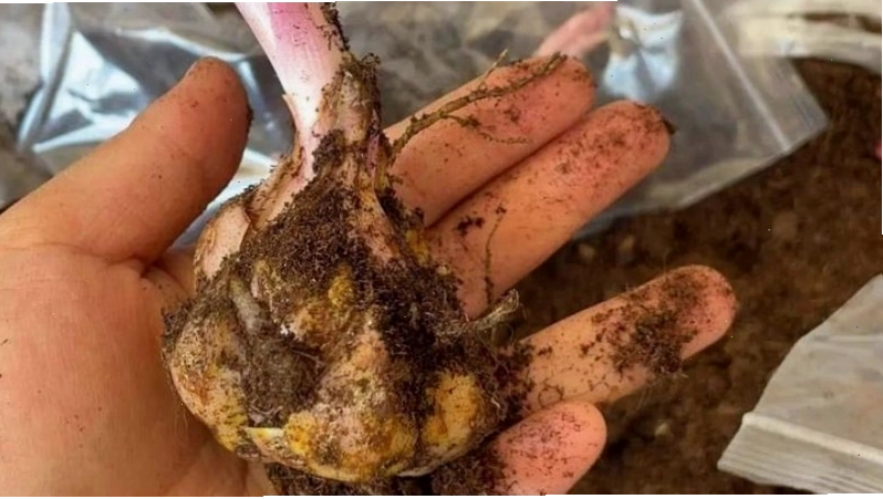 Cách chọn củ giống hoa ly khỏe mạnh và không sâu bệnh