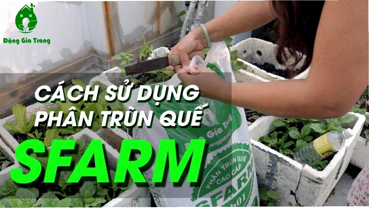 Cách sử dụng phân trùn quế SFARM để bổ sung dinh dưỡng cho cây