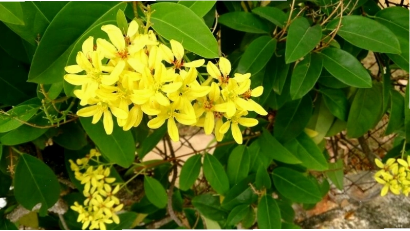 Cách trồng cây mai hoàng yến tại nhà