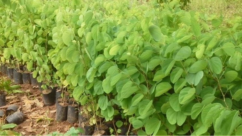 Cách trồng cây móng bò tím từ cành giâm hoặc hạt giống