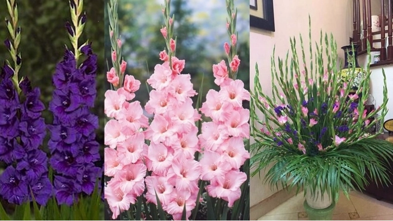 Cắm hoa lay ơn thể hiện sự sung túc và đầm ấm