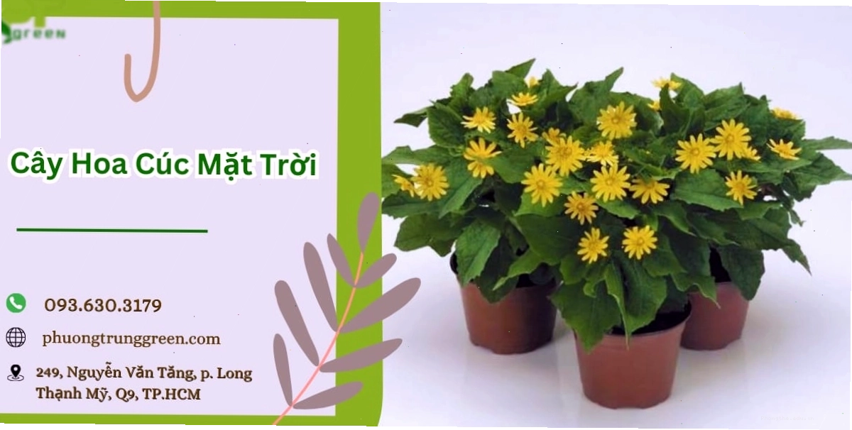 Cận cảnh bông hoa cúc mặt trời với cánh vàng rực rỡ và nhụy đen nổi bật