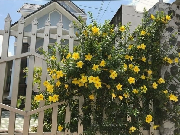 Cận cảnh bông hoa huỳnh anh vàng với cấu trúc cánh hoa mềm mại