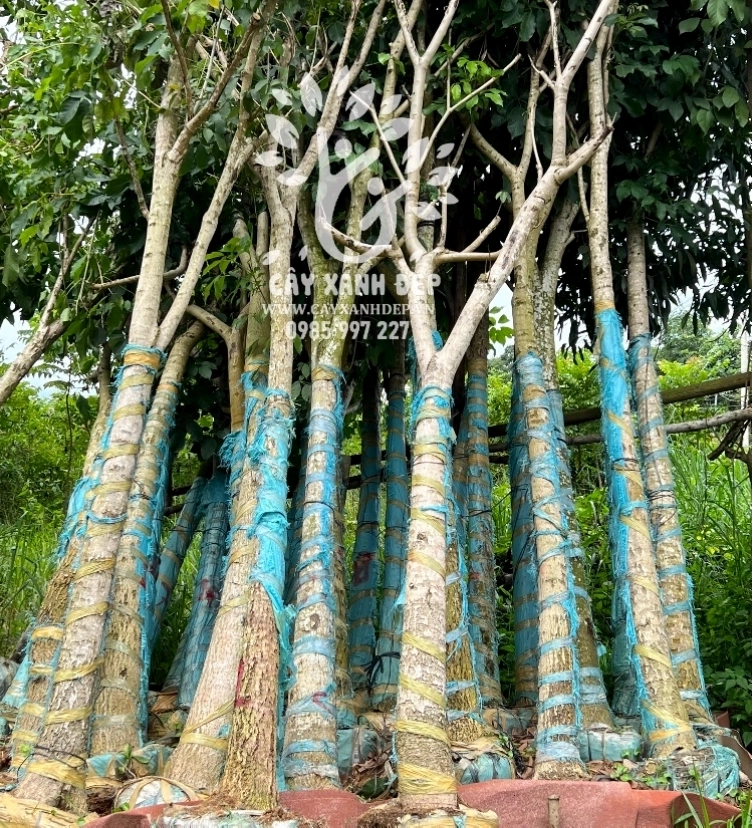 Cận cảnh bông hoa loa kèn hồng màu hồng đậm