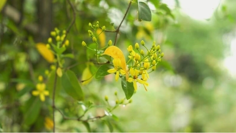 Cận cảnh bông hoa mai hoàng yến với 5 cánh vàng rực