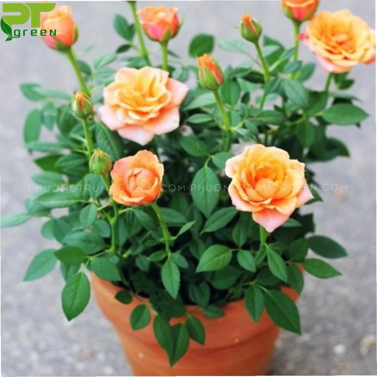Cận cảnh chùm hoa hồng tỉ muội đỏ rực rỡ với những nụ hoa bé xinh