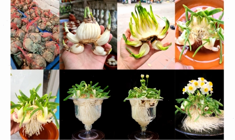Cận cảnh hoa thủy tiên vàng trồng trong nước