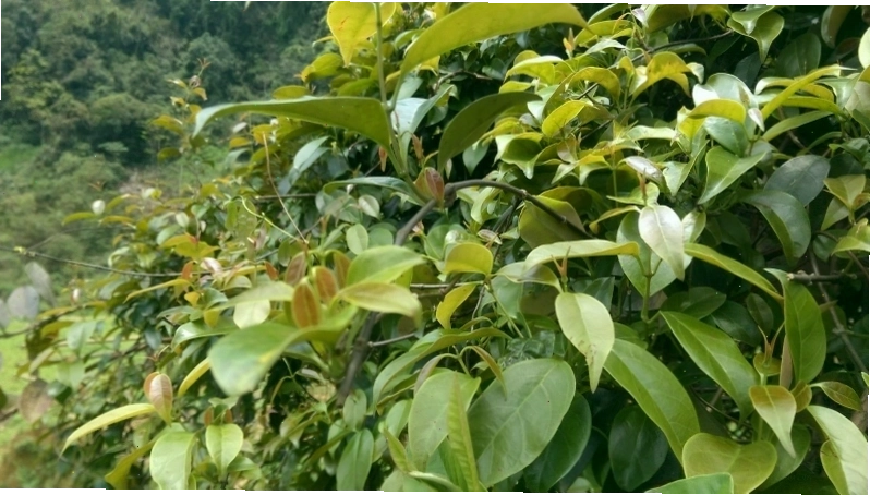 Canh chua lá giang là món ăn ngon miệng nhưng cần chế biến kỹ
