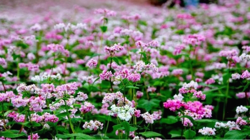 Cánh đồng hoa tam giác mạch tím hồng