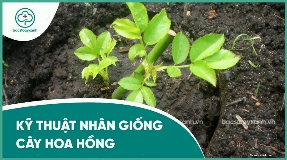 Cành hoa hồng được cắm vào giá thể để giâm