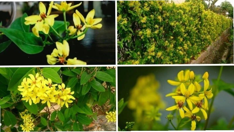 Cành hoa mai hoàng yến với vẻ đẹp tinh tế