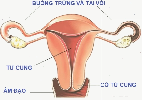 Cấu tạo bộ phận sinh dục trong của phụ nữ liên quan đến khoái cảm