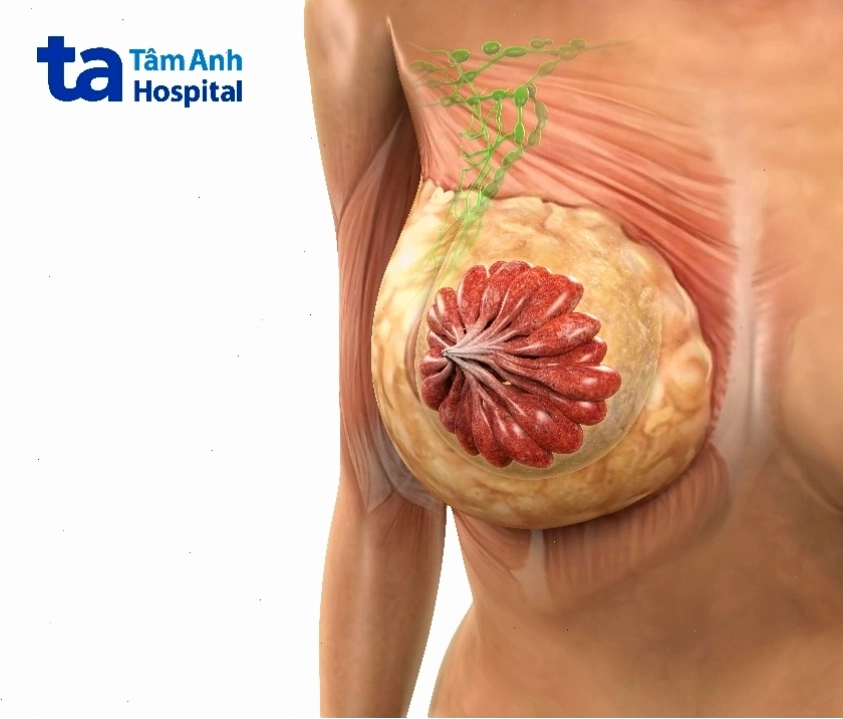 Cấu tạo chi tiết của quầng vú