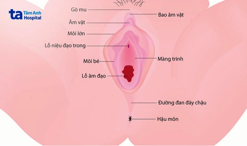 Cấu tạo và vị trí màng trinh trong hệ sinh dục nữ