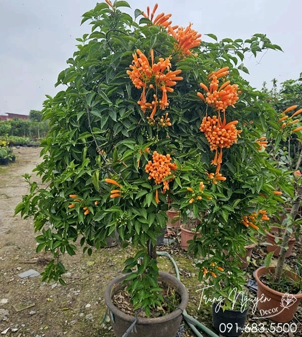 Cây Chùm Ớt - Cây Rạng Đông tương tự hoa đỏ rực