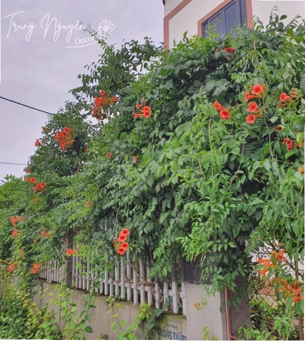 Cây Đăng Tiêu với lá xanh và hoa nhỏ