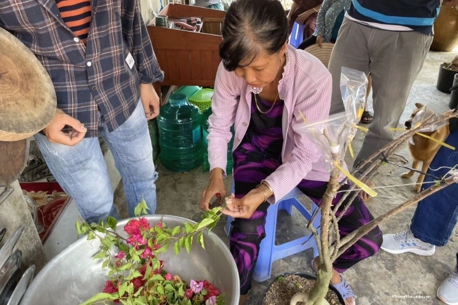 Cây hoa giấy ghép nhiều màu sắc