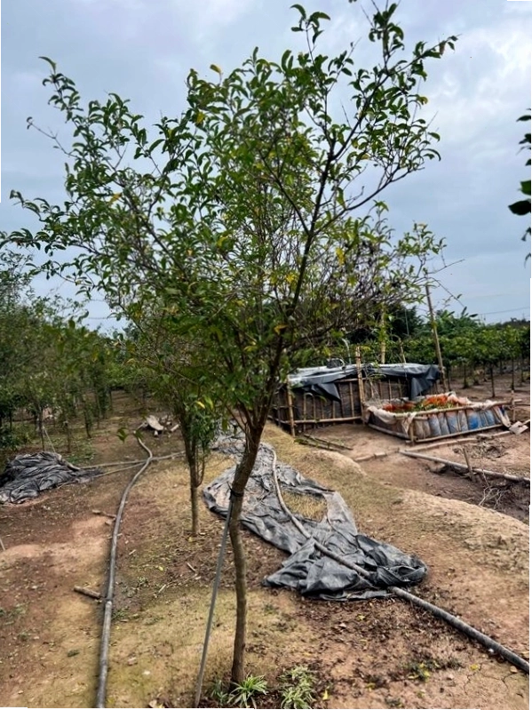 Cây hoa hạnh phúc trang trí ban công chung cư thêm phần sinh động