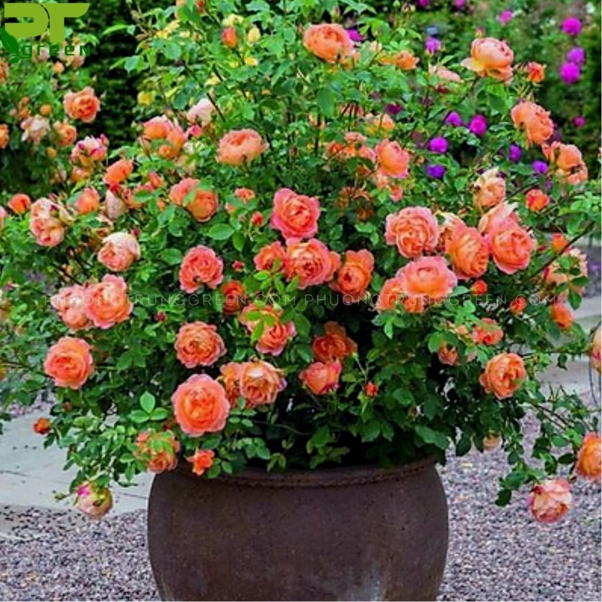 Cây hoa hồng tỉ muội đỏ khỏe mạnh với tán lá xanh tốt