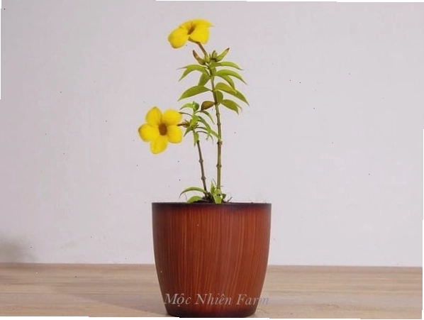 Cây hoa huỳnh anh vàng nở rộ với những bông hoa hình kèn màu vàng tươi