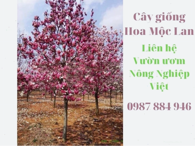 Cây hoa Mộc Lan Cẩm Tú với những cánh hoa trắng muốt hình ngôi sao
