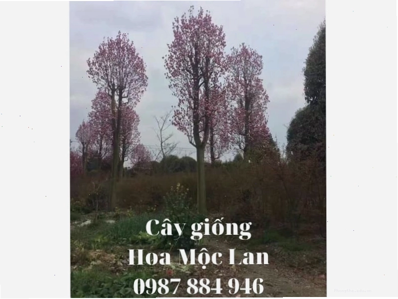 Cây hoa Mộc Lan con được trồng trong chậu với đất tơi xốp