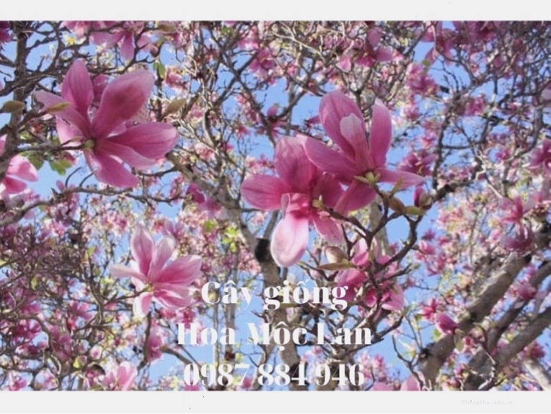 Cây hoa Mộc Lan với những nụ hoa to tròn sẵn sàng bung nở