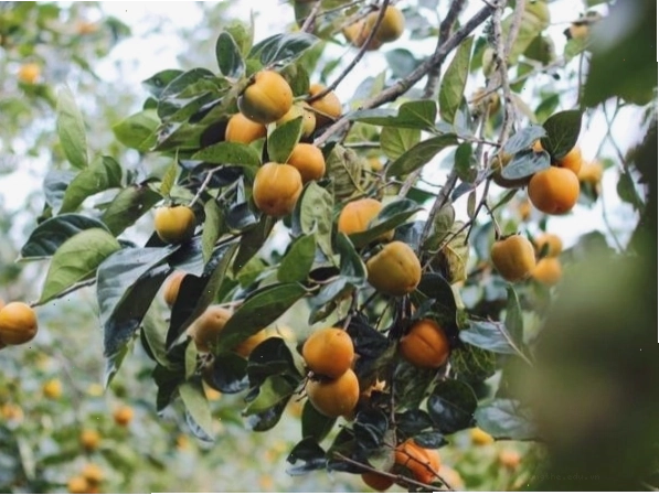 Cây hồng giòn, có thể mang ý nghĩa không tốt về mặt phát triển