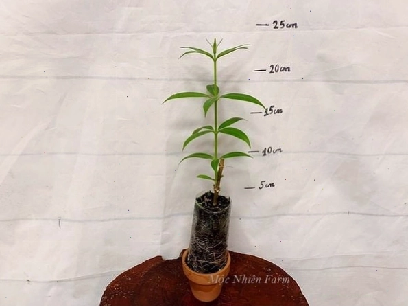 Cây huỳnh anh vàng thân đứng với nhiều nhánh nhỏ