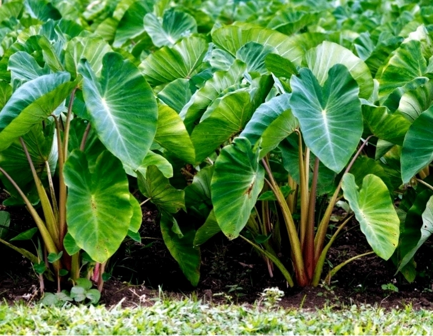 Cây khoai môn trồng trong chậu tại nhà