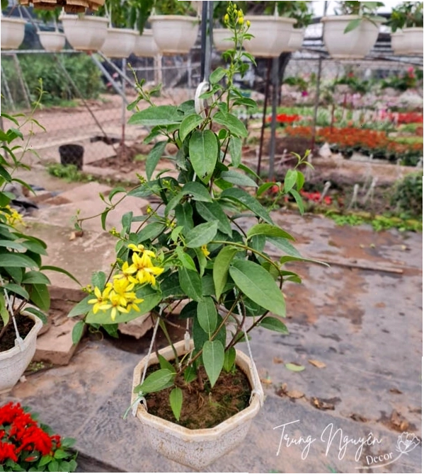 Cây Mai Hoàng Yến với hoa vàng rực rỡ